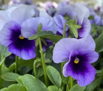 Pansies