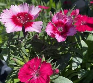 Dianthus