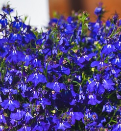 Lobelia