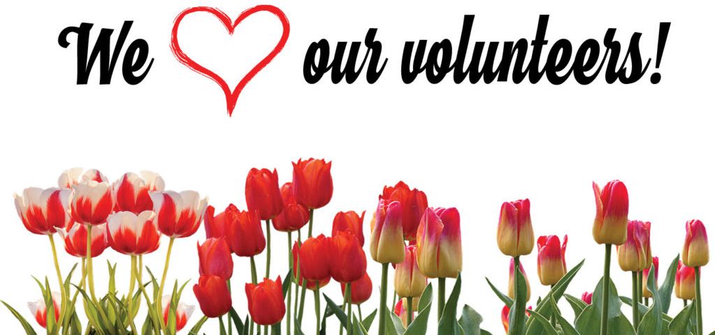 Image of a field of tulips with the words "We Love our Volunteers."