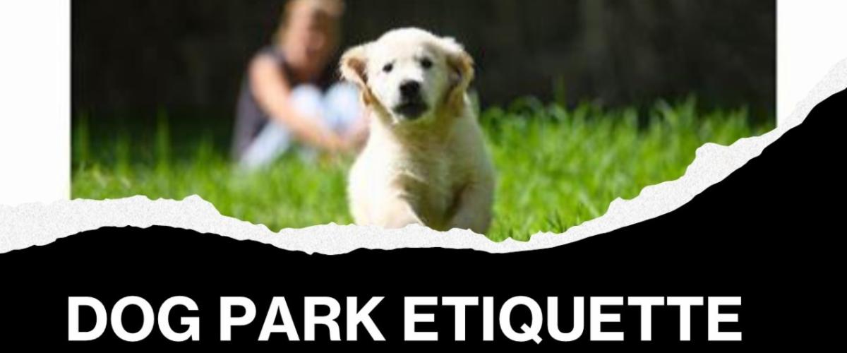 Image of a Golden Retriever running in a park.  Dog Park Etiquette.