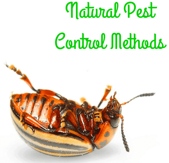 Natural Pest Control Methods
