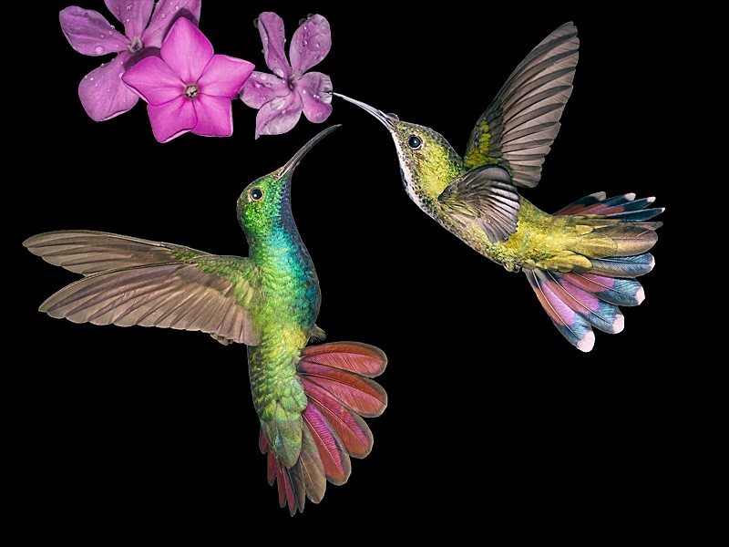 Focus Frog Hummingbird Picture 2 birds.jpg