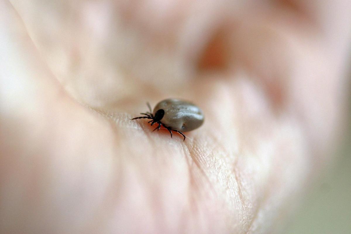 Tick on skin