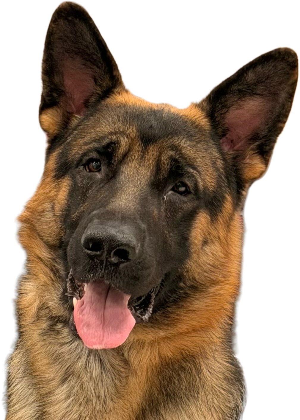 Mojo