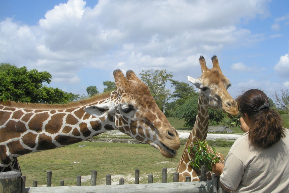 Two giraffes in a zoo being fed leaves by a zoo employee.