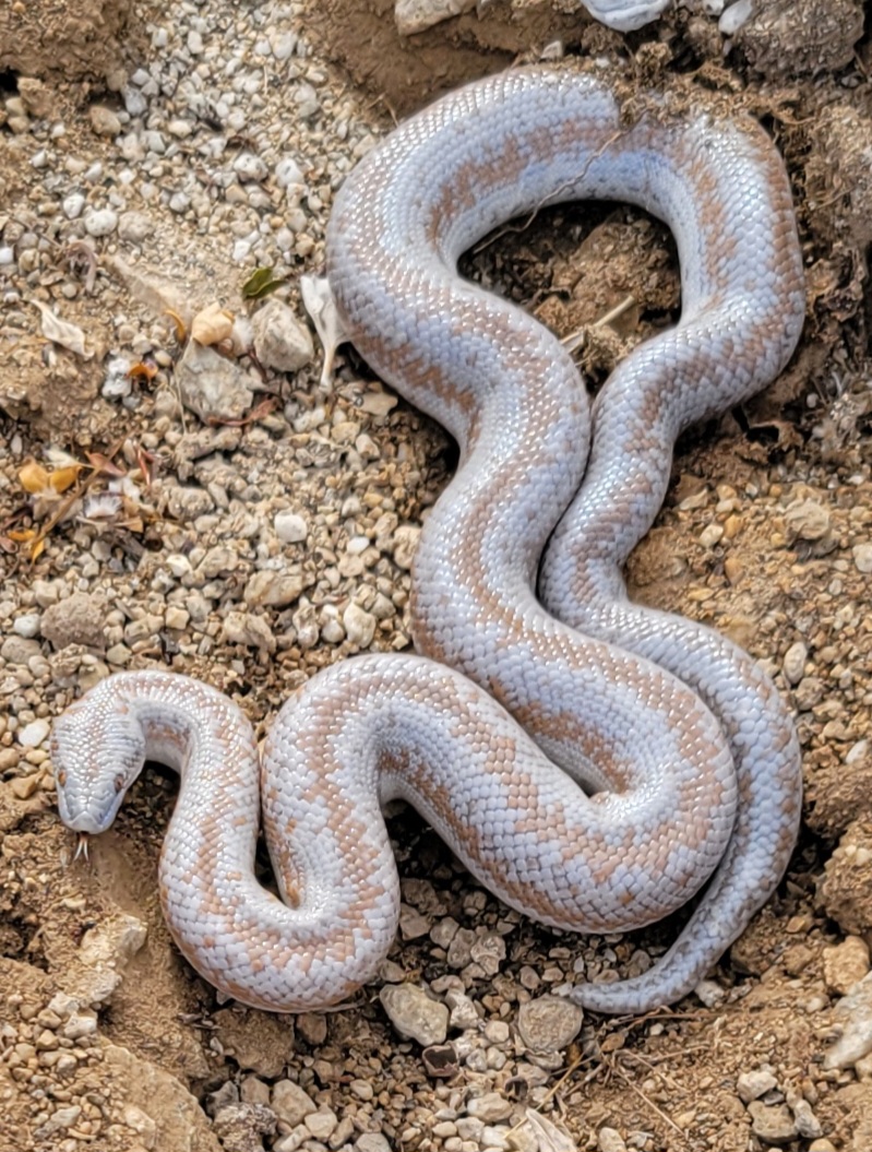 desert rosy boa