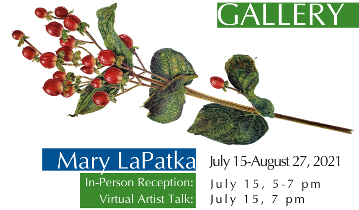 Botanical colored drawing by Mary LaPatka of Hypericum plant.