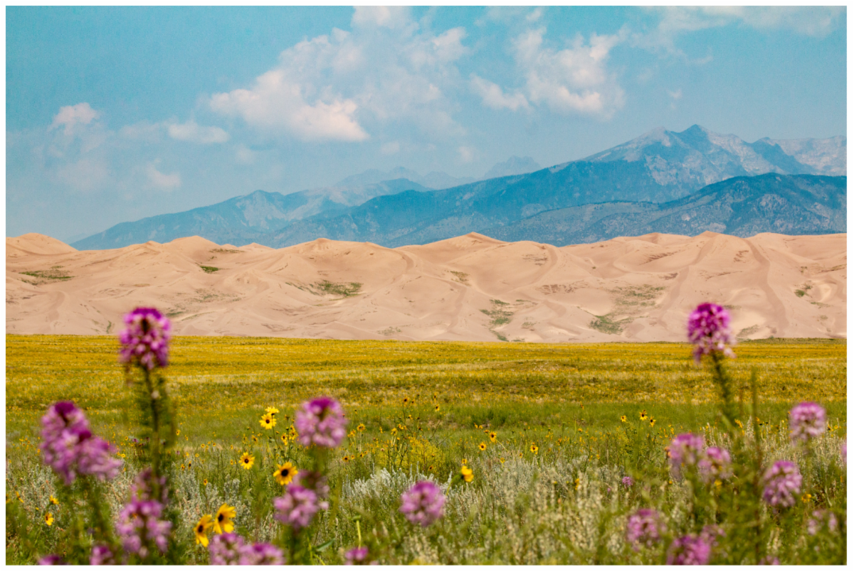 Landscape photo with prairie flowers and mounts in the back