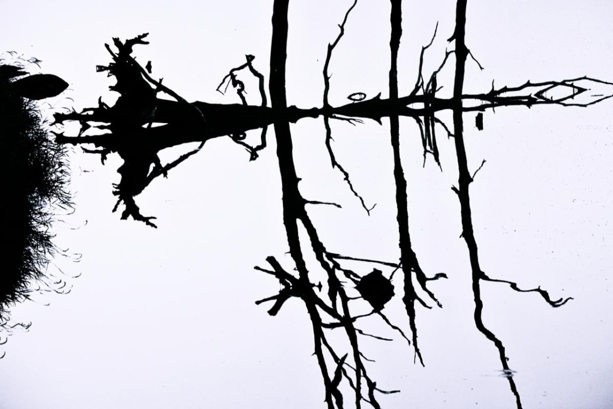 Black and white driftwood reflected in water