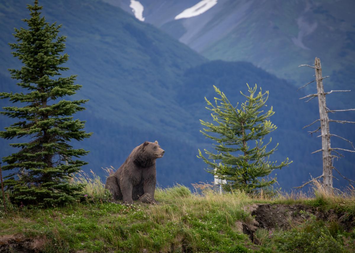 Grizzly next to trees in front of mountains