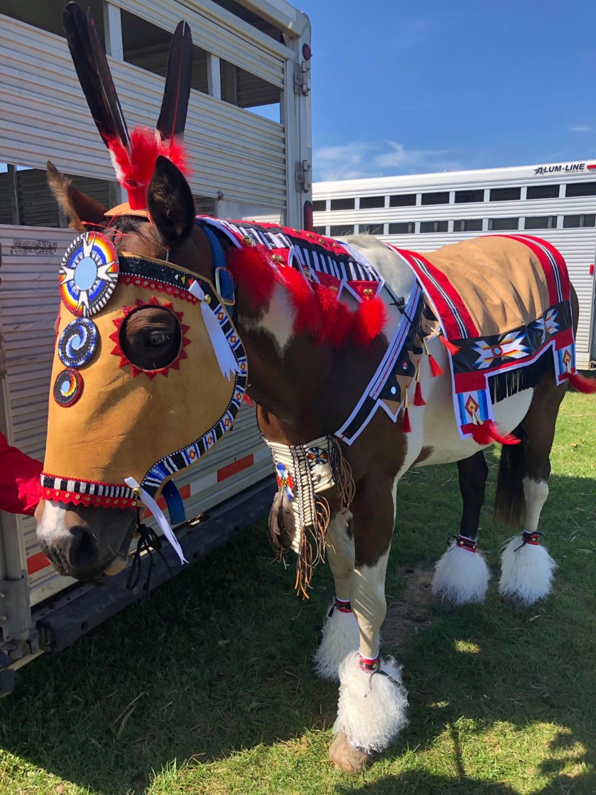 Horse regalia 