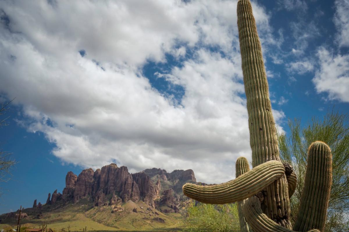 Brian Jeremiason photo of a cactus in the desert