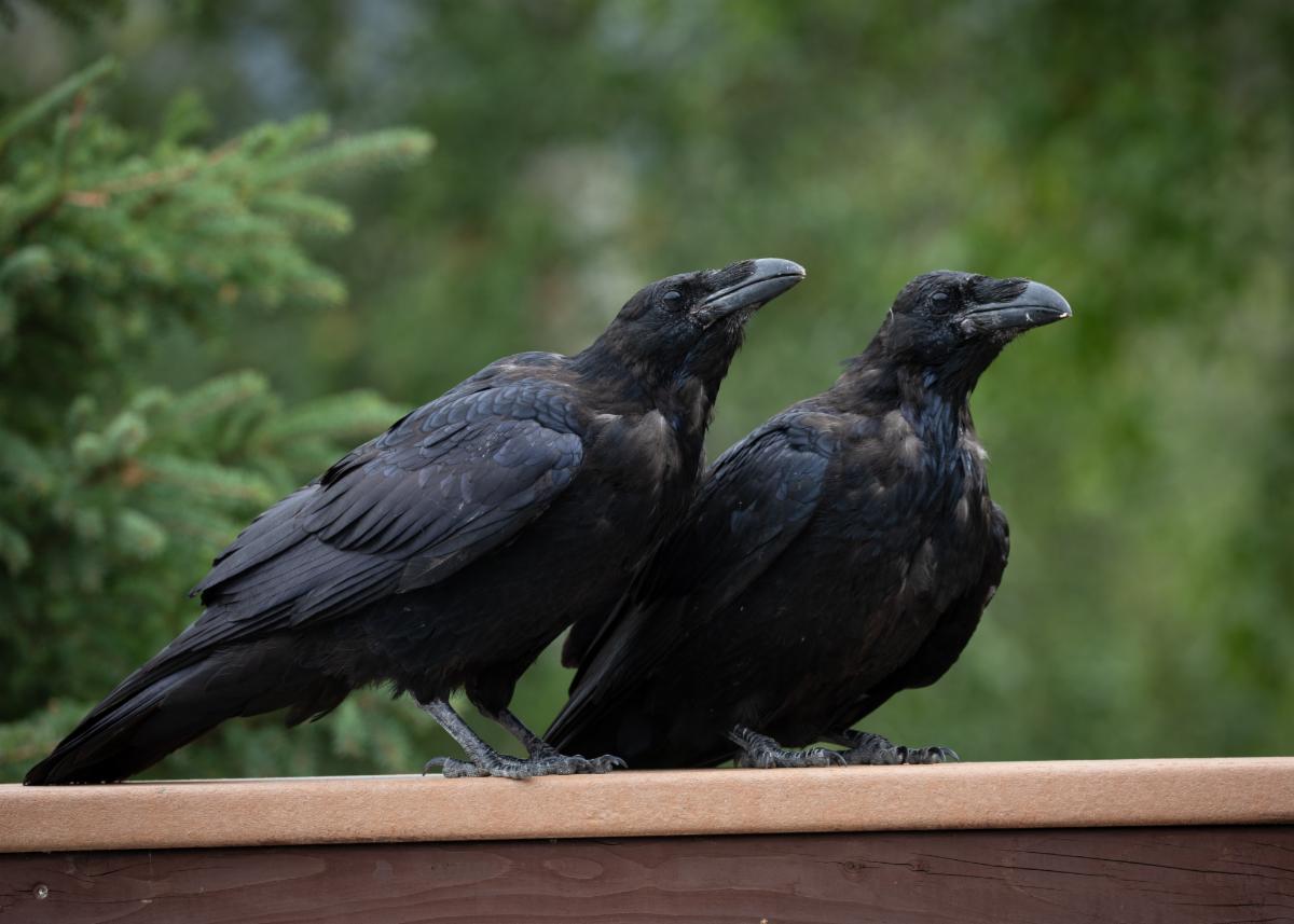Two black birds sits on a ledge together