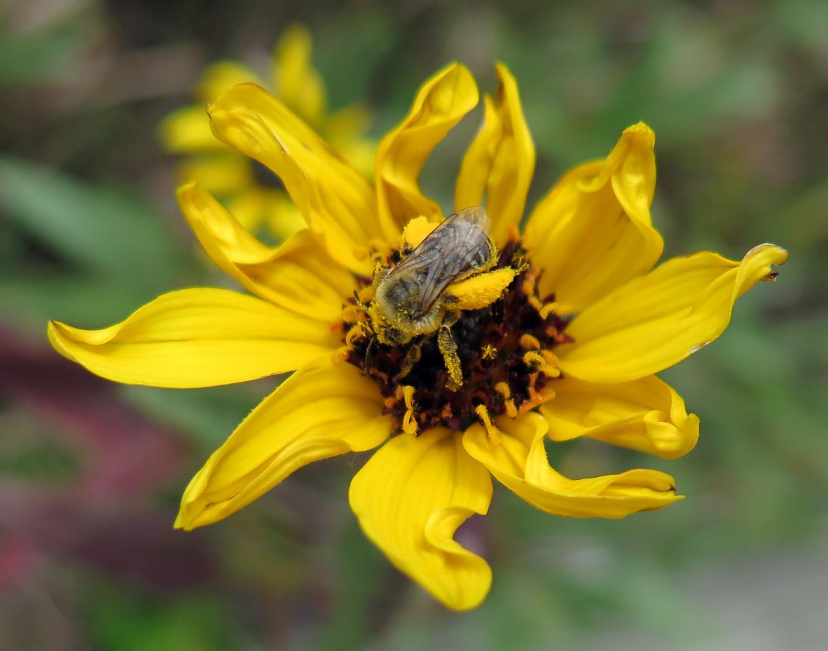 Photography of yellow flower and bee