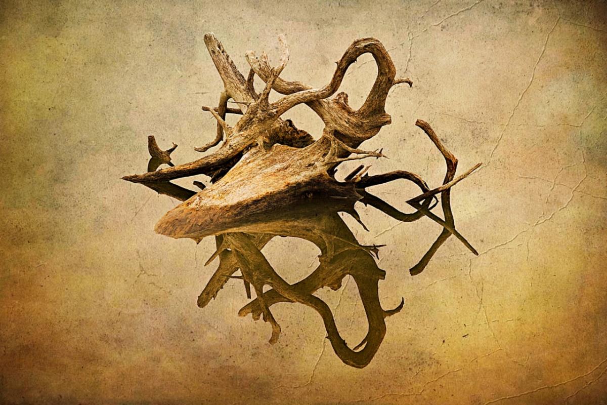 Driftwood reflected in water. The shape of the wood makes it look like an animal skull