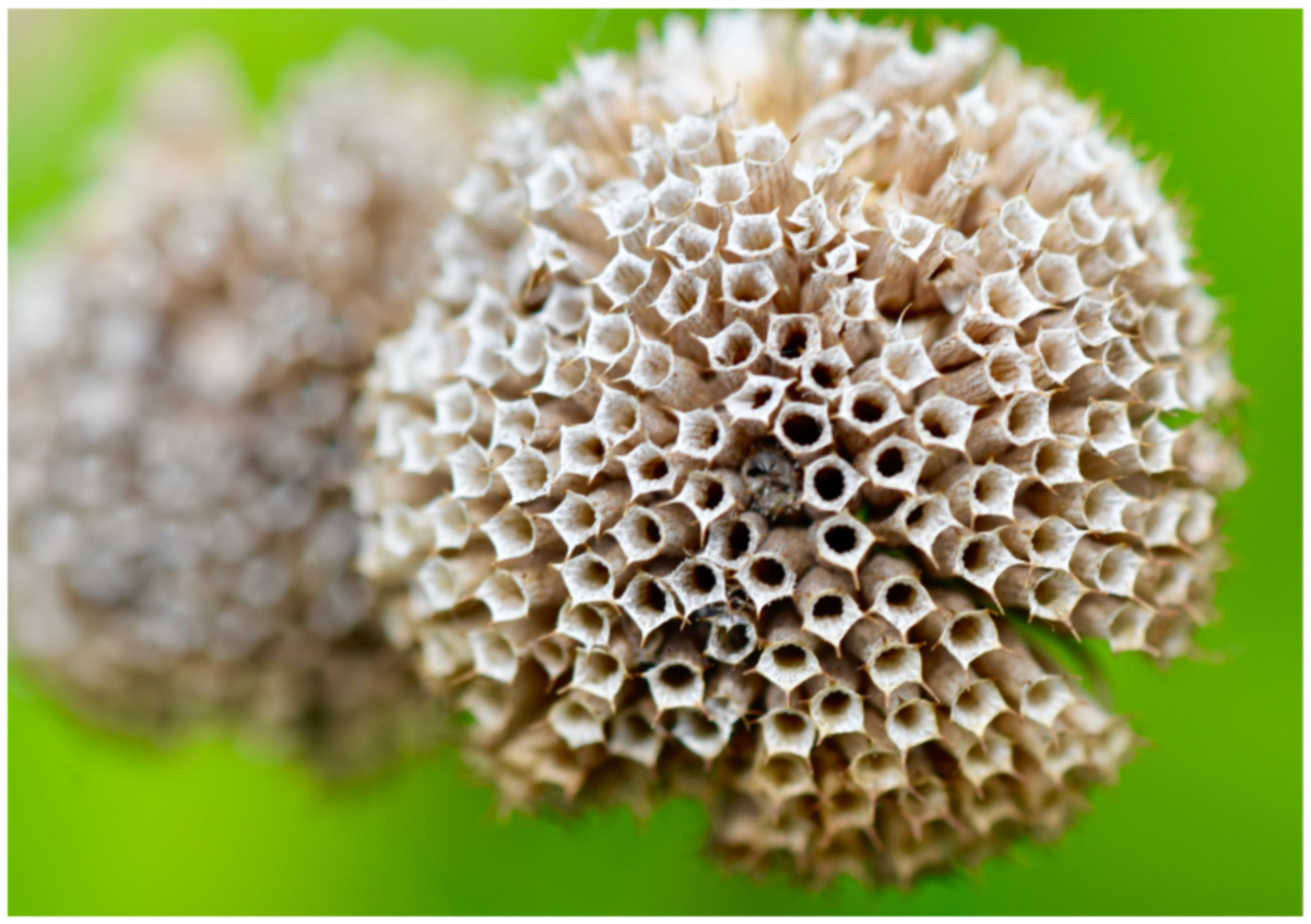 Close up nature photography by John Kellen