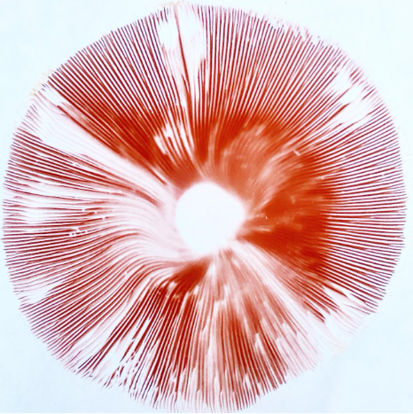 Spore print by Nicole Zempel. 