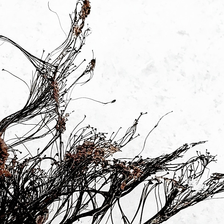 Slime mold spores photography by Nicole Zempel