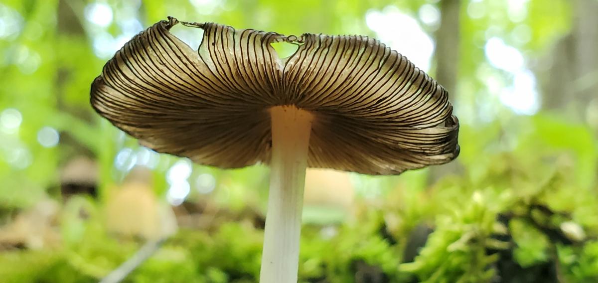 Inky Fungus photograph by Nicole Zemepl