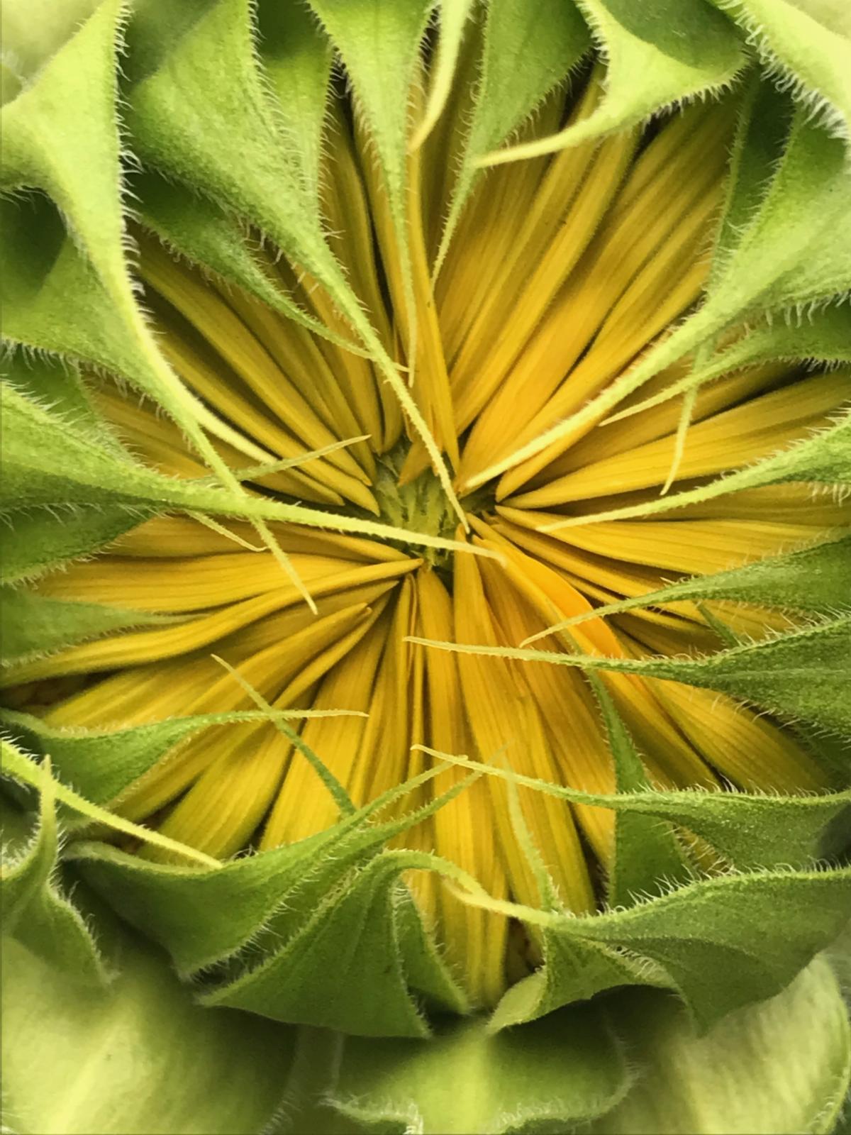 Macro photography of a sunflower before it blooms