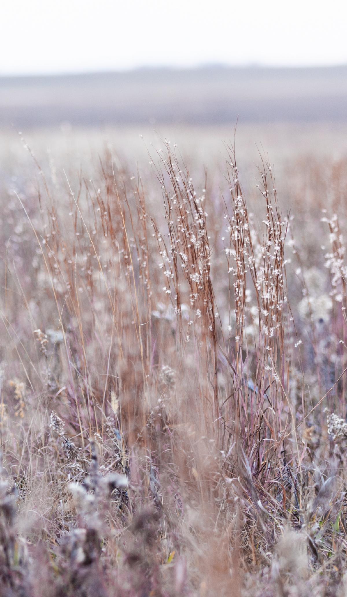 Photo of prairie grass
