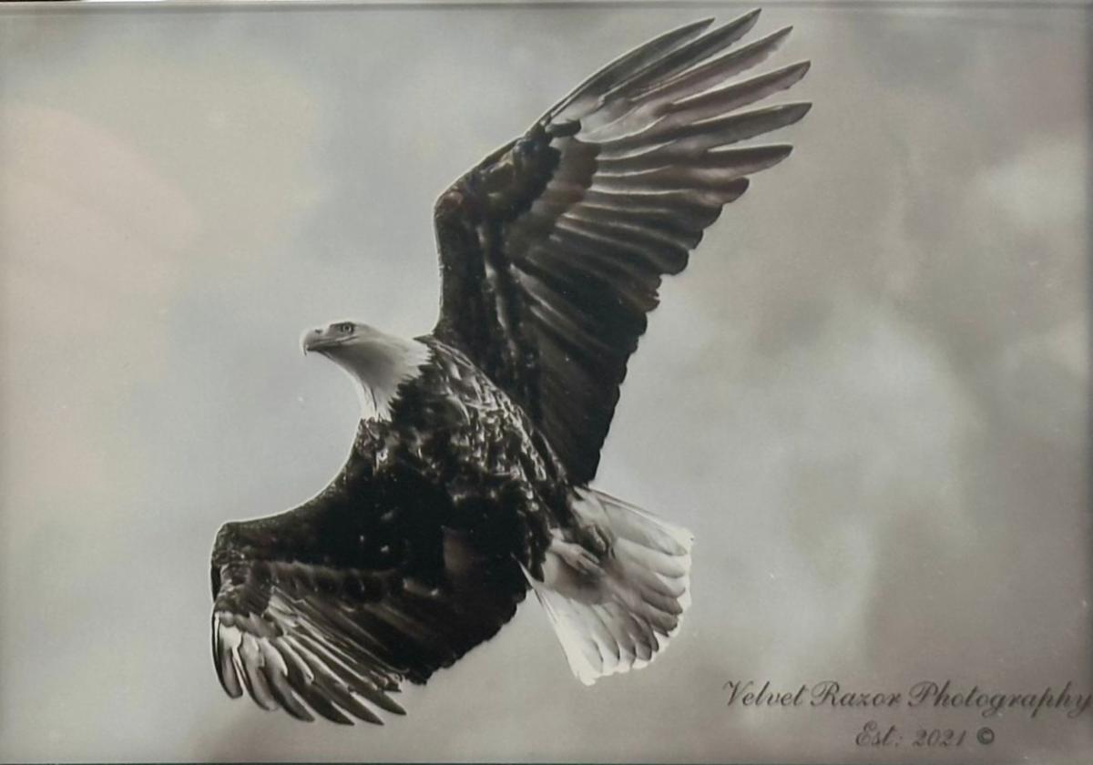 black and white photo of soaring eagle 