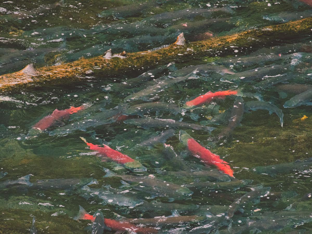 Photograph of bright salmon swimming in stream