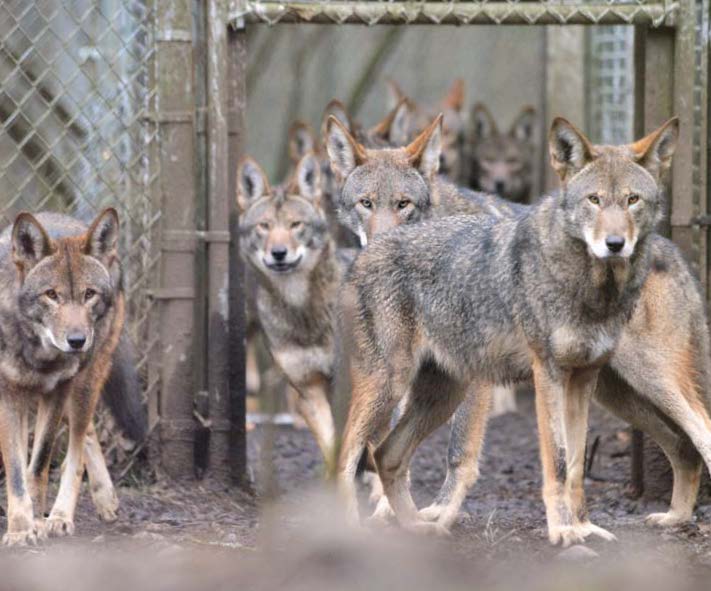 Family of red wolves born at Wolf Haven_ photo by Julie Lawrence