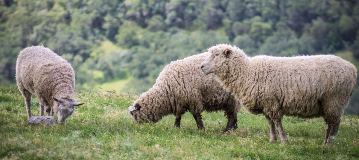 three sheep grazing in an open field