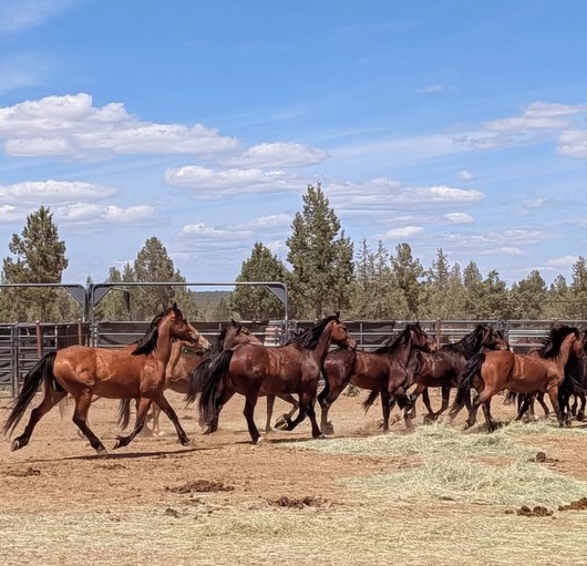 Wild horses running in an open field.