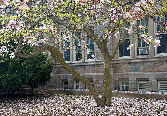 Flowering tree on campus probably a magnolia
