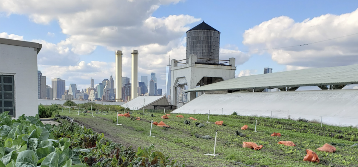 Rooftop facility with plants