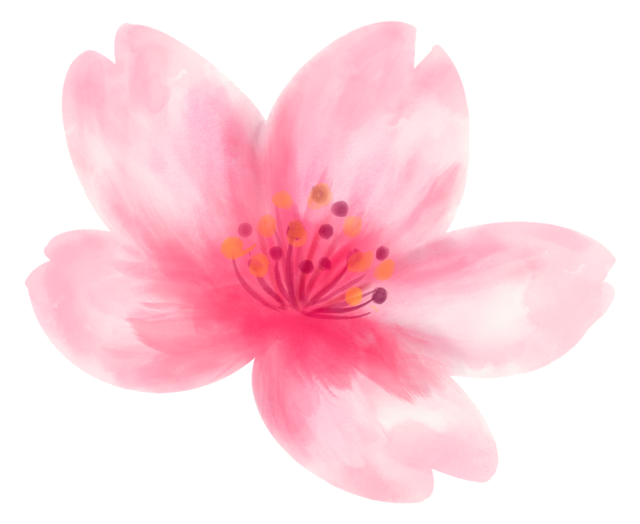 Illustration of a cherry blossom