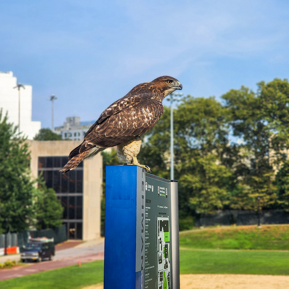 A red-tailed hawk perches on a map of Lehman's campus