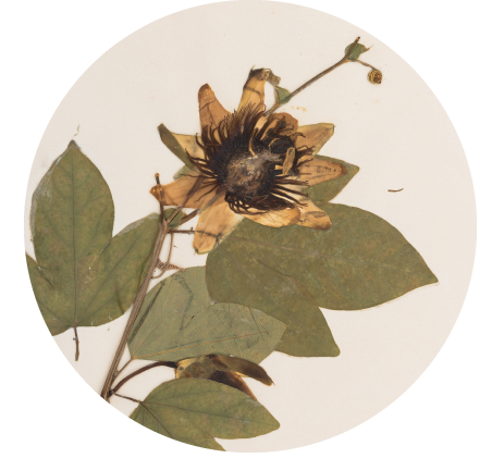 Photo of historic plant specimen