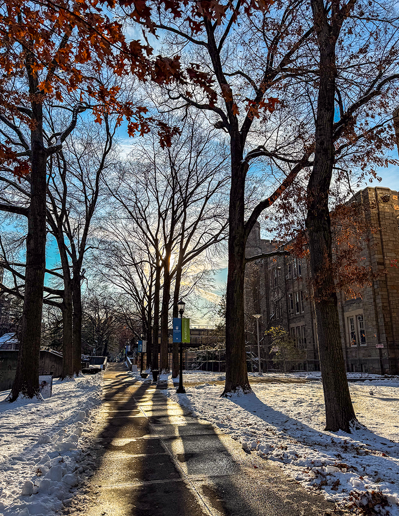 Beautiful photos of tree-lined walkway in sun with snow on lawn