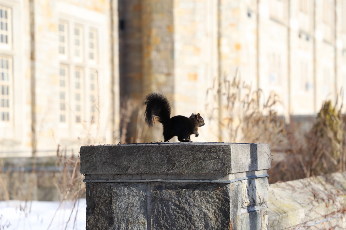 Cute squirrel sitting on a wall