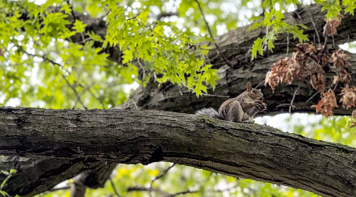 Cute squirrel in lehman tree
