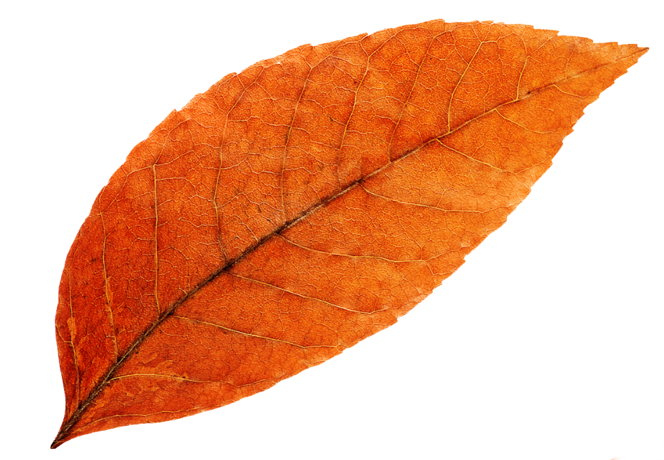 Fiery orange color fall leaf