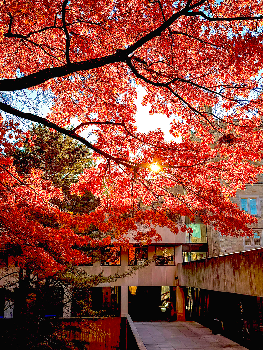 Brilliant red leaves on a huge tree with the sun shining through