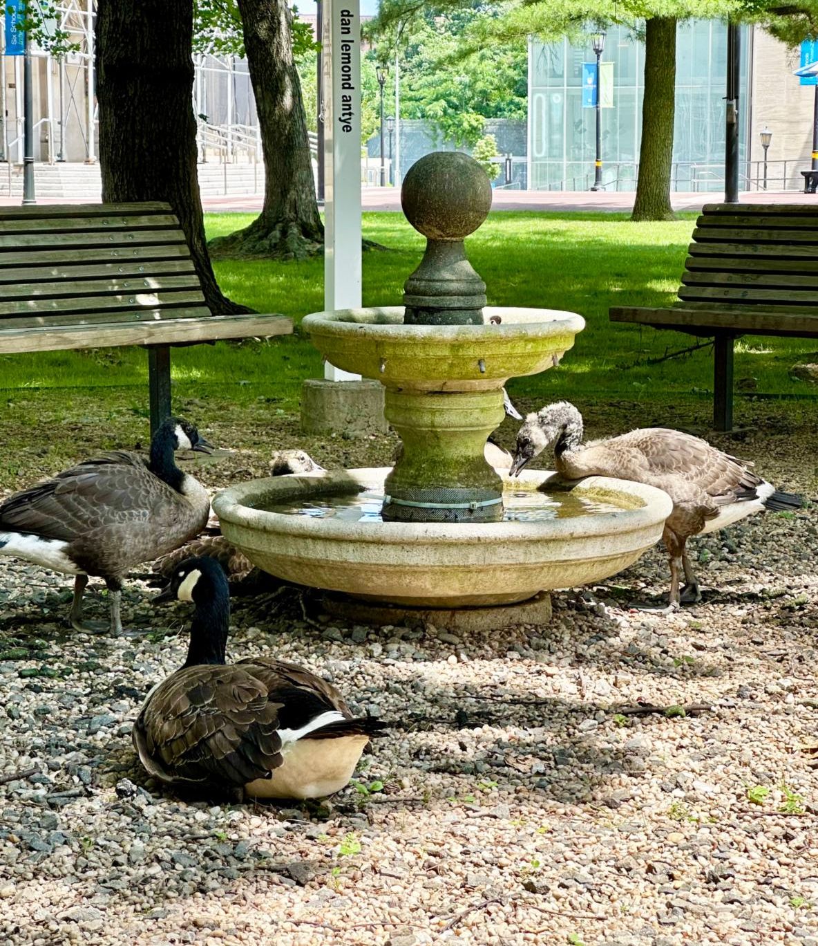Geese at water fountain, one young one is drinking