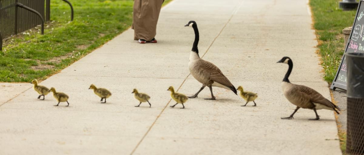 Adorable baby geese with parents cross campus walkway