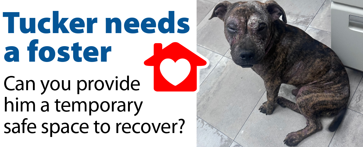 Tucker needs a foster