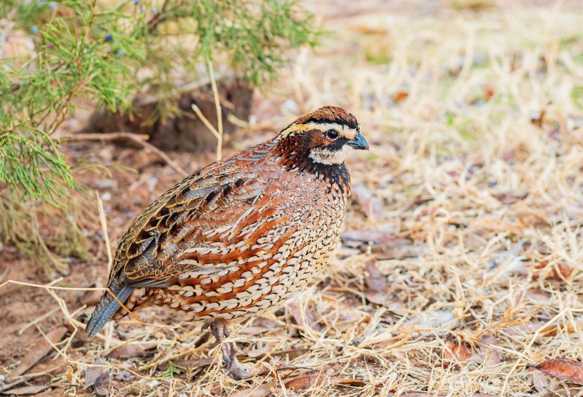 For The Love Of Wild Wild Quail
