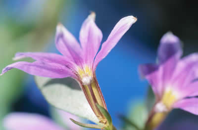 little-purple-flower.jpg