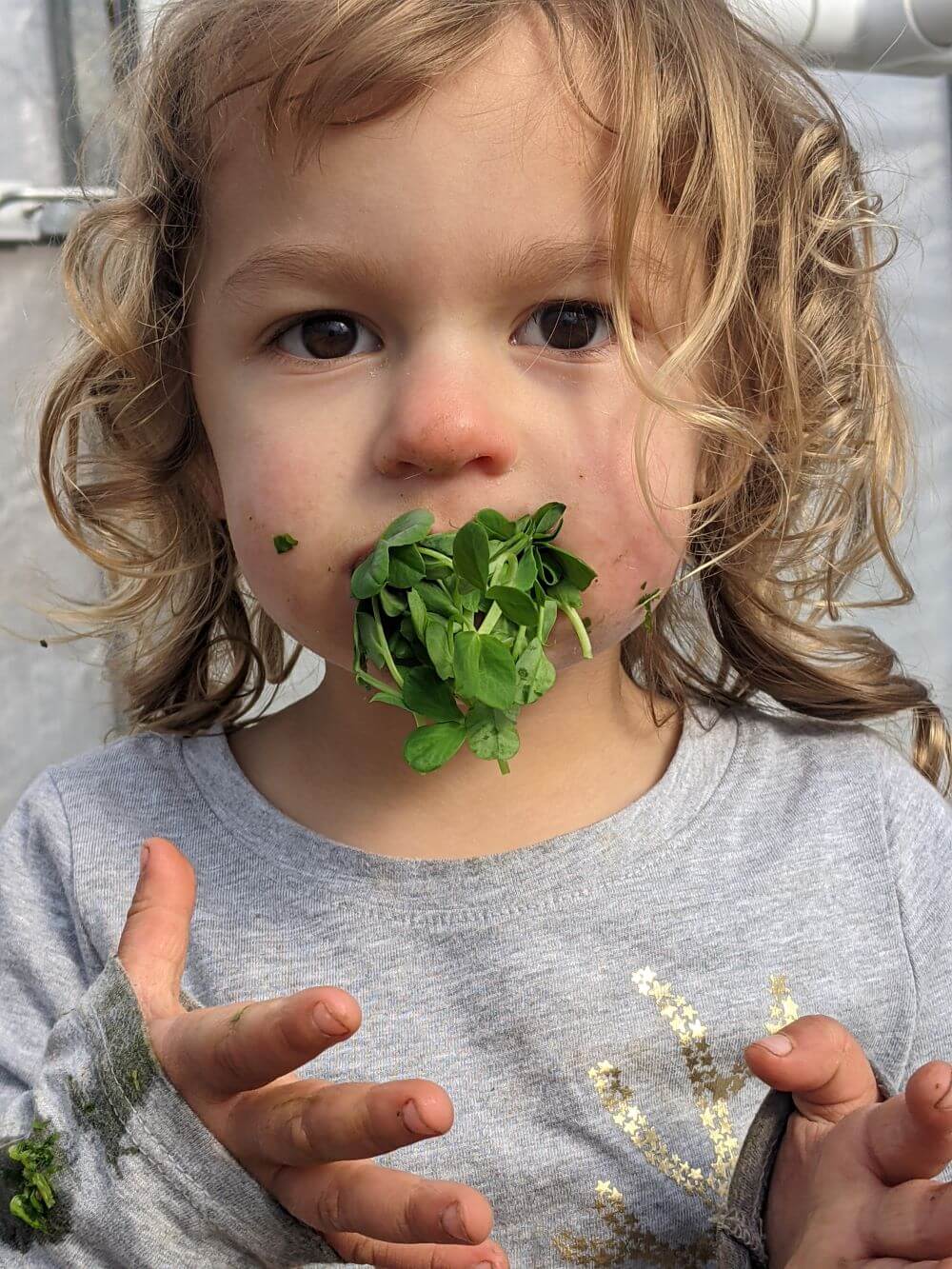 mendo grass mouth-full-of-pea-shoots.jpg