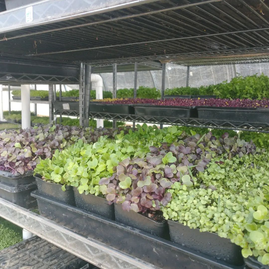 mendo grass growing.jpg