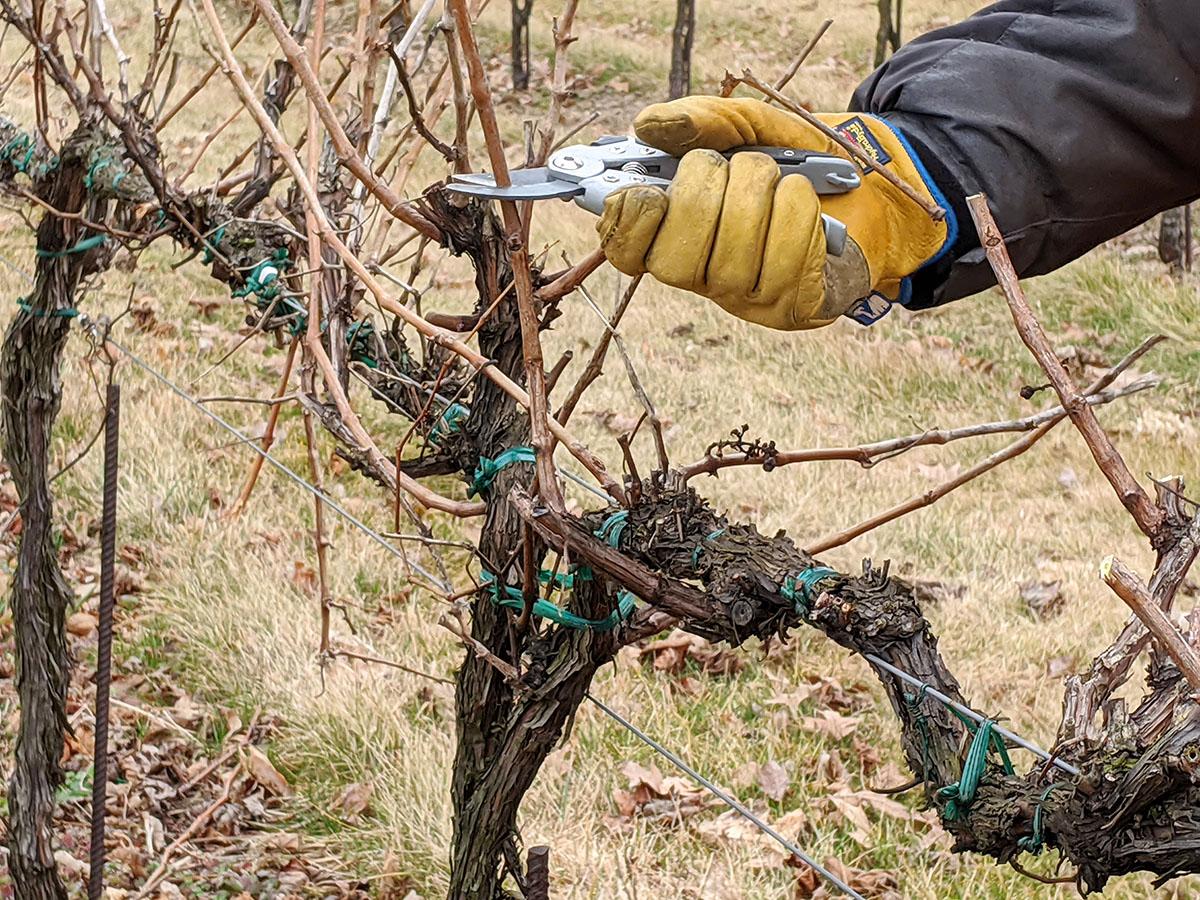 Close-up of person cutting vines with pruning shears