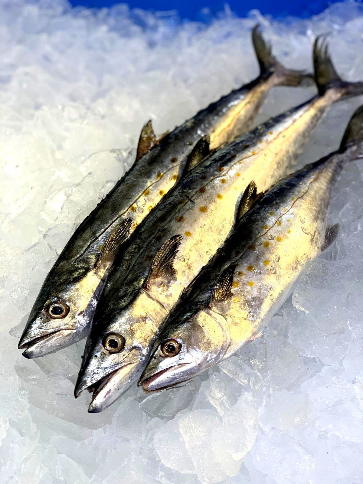 Fresh Flounder, Spanish Mackerel, Domestic Yellowfin Tuna, and More!